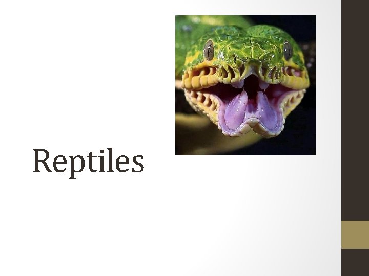 Reptiles 