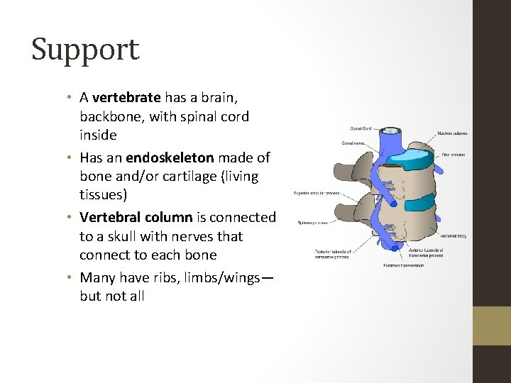 Support • A vertebrate has a brain, backbone, with spinal cord inside • Has