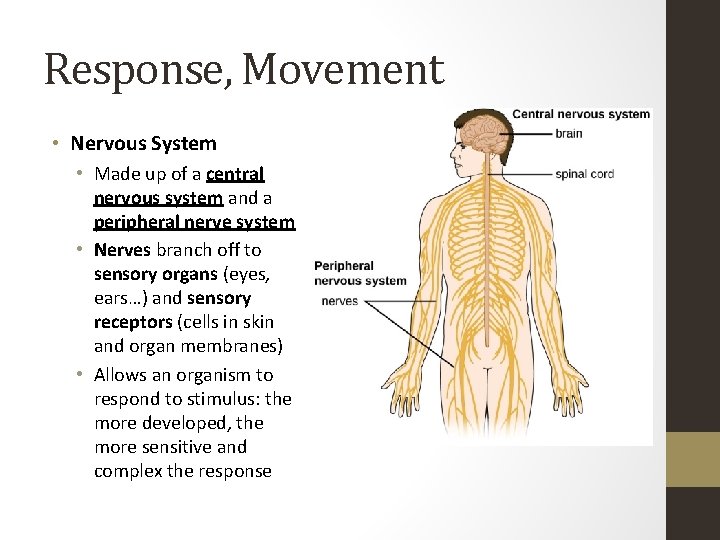 Response, Movement • Nervous System • Made up of a central nervous system and