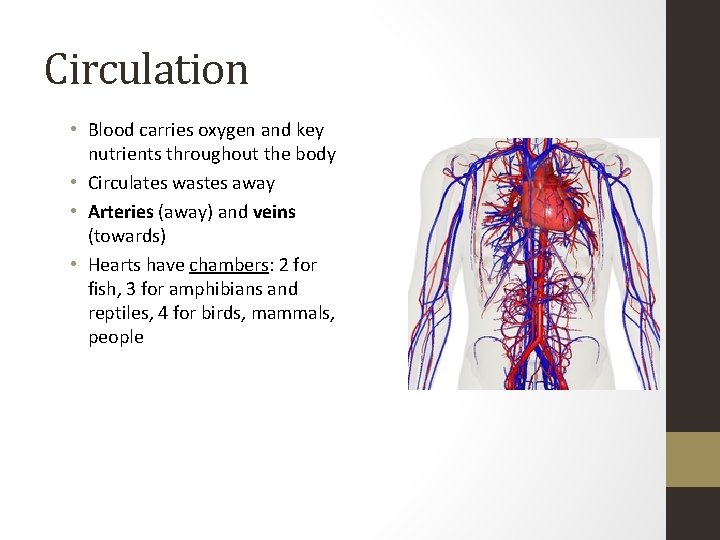 Circulation • Blood carries oxygen and key nutrients throughout the body • Circulates wastes