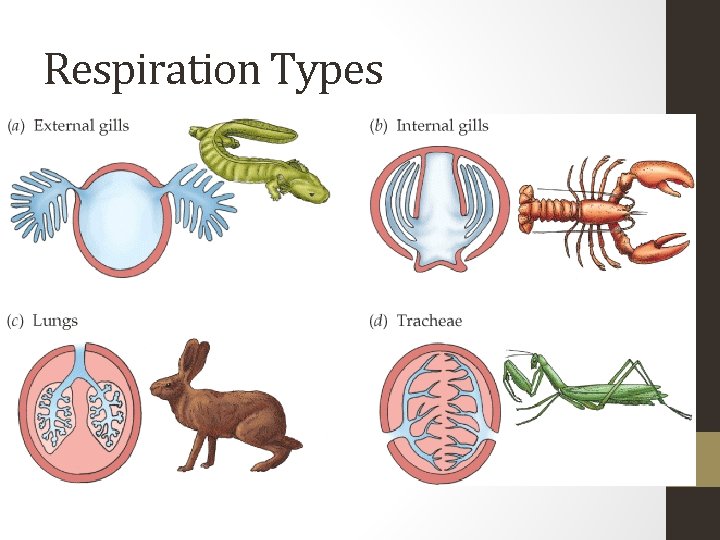 Respiration Types 