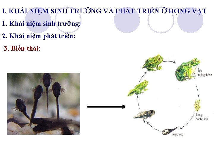 I. KHÁI NIỆM SINH TRƯỞNG VÀ PHÁT TRIỂN Ở ĐỘNG VẬT 1. Khái niệm