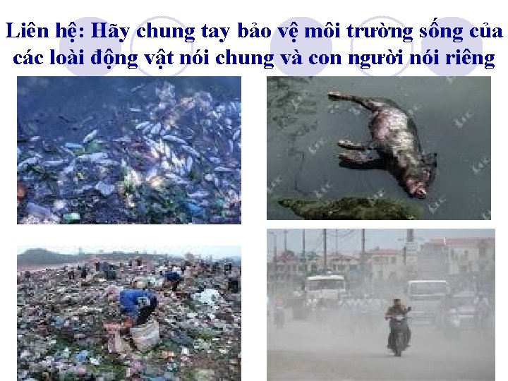 Liên hệ: Hãy chung tay bảo vệ môi trường sống của các loài động