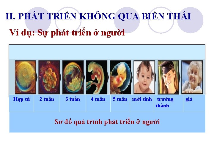 II. PHÁT TRIỂN KHÔNG QUA BIẾN THÁI Ví dụ: Sự phát triển ở người