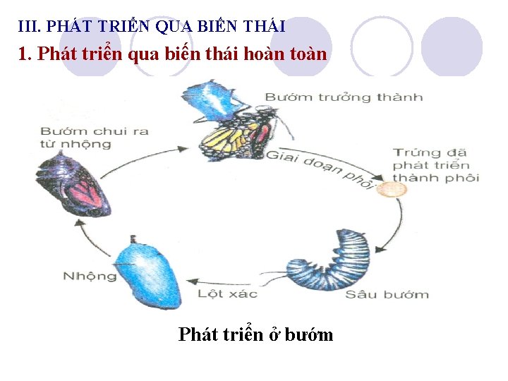 III. PHÁT TRIỂN QUA BIẾN THÁI 1. Phát triển qua biến thái hoàn toàn