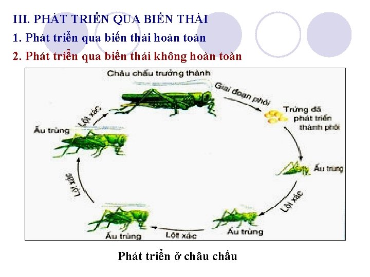 III. PHÁT TRIỂN QUA BIẾN THÁI 1. Phát triển qua biến thái hoàn toàn