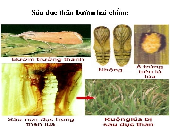 Sâu đục thân bướm hai chấm: 