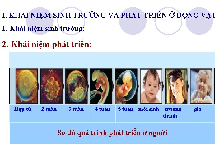 I. KHÁI NIỆM SINH TRƯỞNG VÀ PHÁT TRIỂN Ở ĐỘNG VẬT 1. Khái niệm