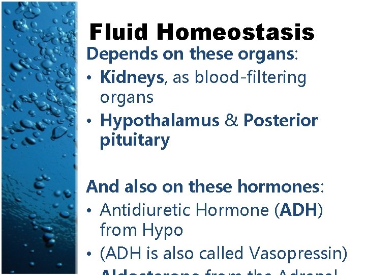 Fluid Balance SBI 4 U Biology The importance