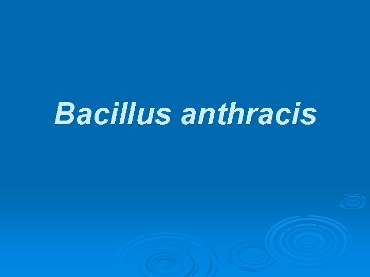 Bacillus anthracis 