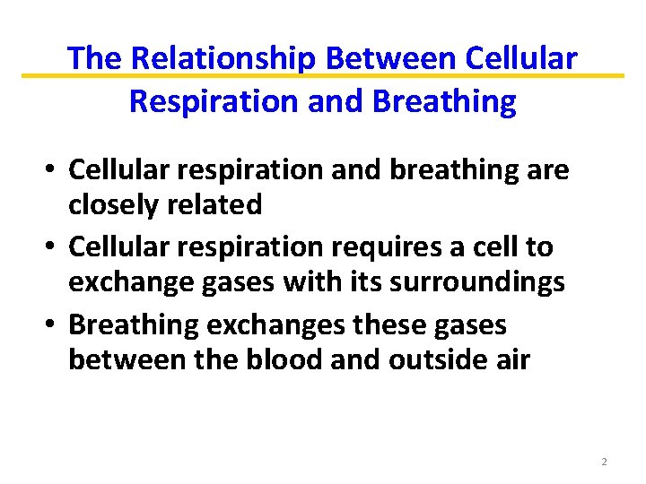 The Relationship Between Cellular Respiration and Breathing • Cellular respiration and breathing are closely