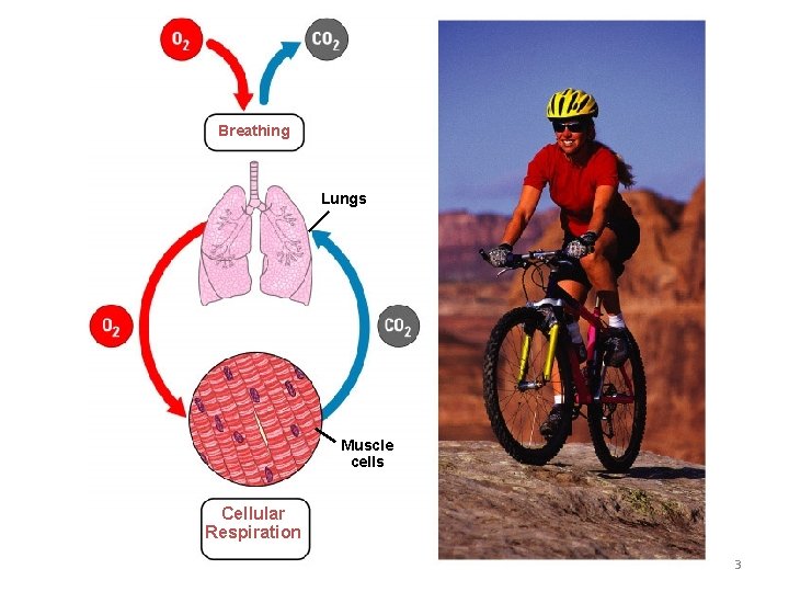 Breathing Lungs Muscle cells Cellular Respiration 3 