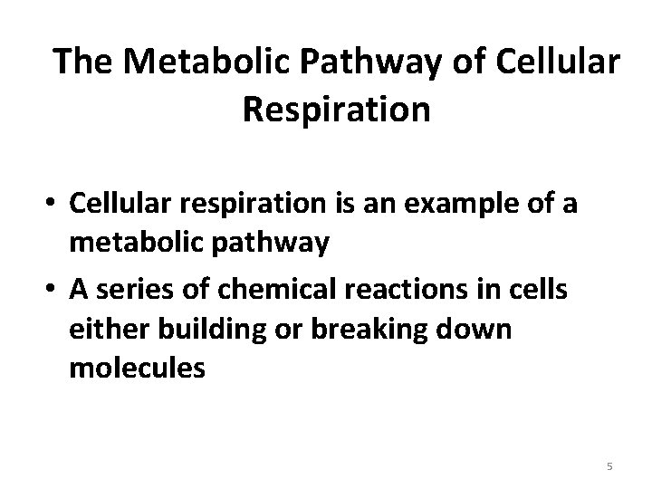 The Metabolic Pathway of Cellular Respiration • Cellular respiration is an example of a