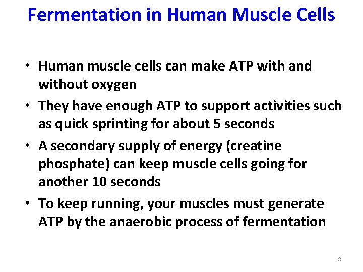 Fermentation in Human Muscle Cells • Human muscle cells can make ATP with and