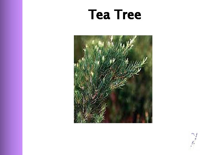 Tea Tree 