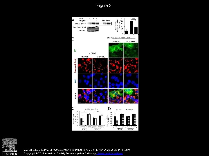 Figure 3 The American Journal of Pathology 2012 1801068 -1079 DOI: (10. 1016/j. ajpath.