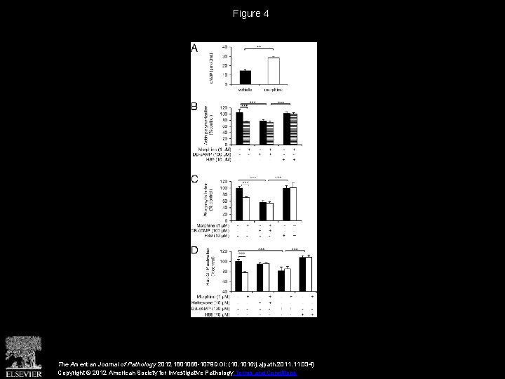 Figure 4 The American Journal of Pathology 2012 1801068 -1079 DOI: (10. 1016/j. ajpath.