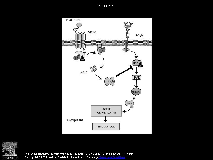 Figure 7 The American Journal of Pathology 2012 1801068 -1079 DOI: (10. 1016/j. ajpath.