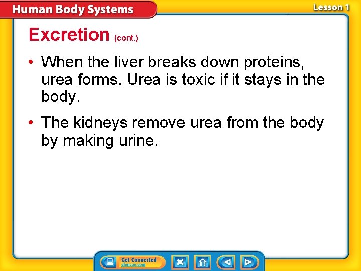 Excretion (cont. ) • When the liver breaks down proteins, urea forms. Urea is Excretion (cont. ) • When the liver breaks down proteins, urea forms. Urea is