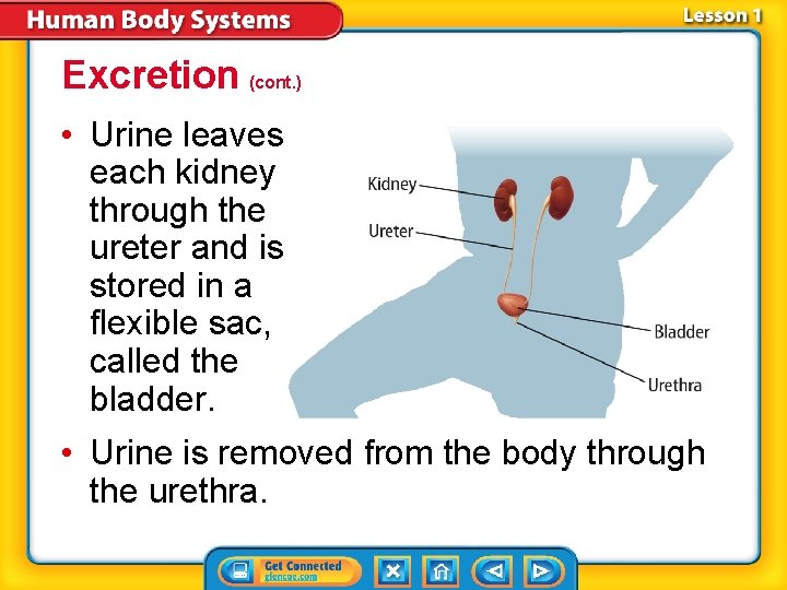 Excretion (cont. ) • Urine leaves each kidney through the ureter and is stored Excretion (cont. ) • Urine leaves each kidney through the ureter and is stored