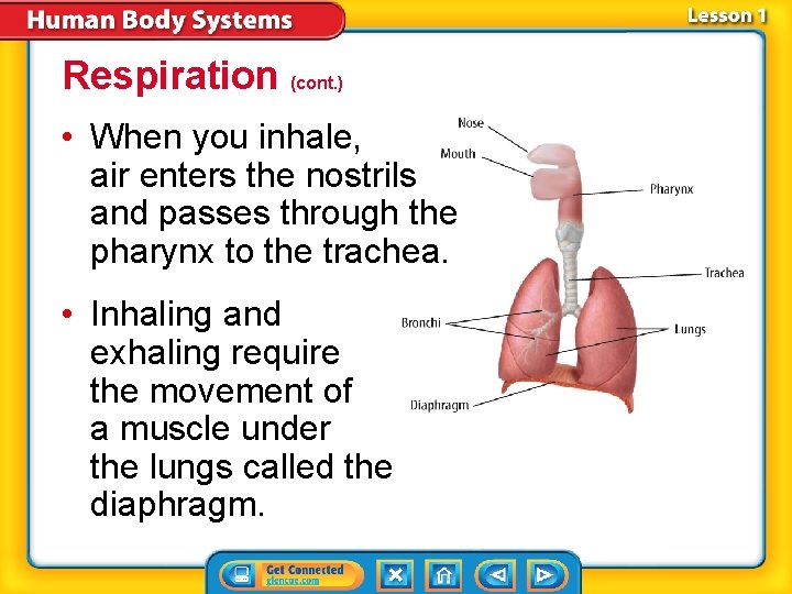 Respiration (cont. ) • When you inhale, air enters the nostrils and passes through Respiration (cont. ) • When you inhale, air enters the nostrils and passes through