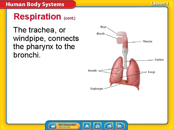 Respiration (cont. ) The trachea, or windpipe, connects the pharynx to the bronchi. Respiration (cont. ) The trachea, or windpipe, connects the pharynx to the bronchi.