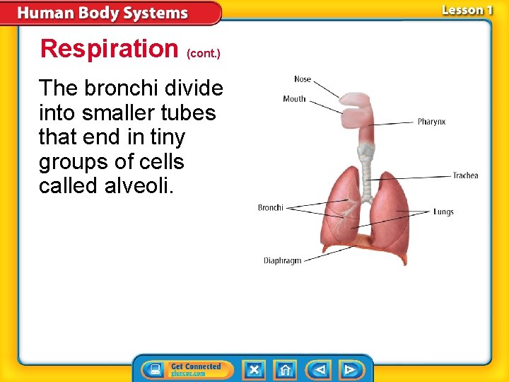 Respiration (cont. ) The bronchi divide into smaller tubes that end in tiny groups Respiration (cont. ) The bronchi divide into smaller tubes that end in tiny groups