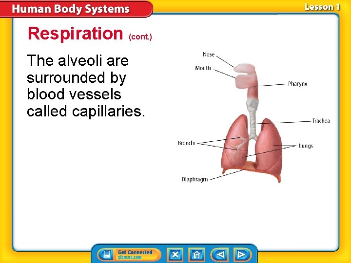 Respiration (cont. ) The alveoli are surrounded by blood vessels called capillaries. Respiration (cont. ) The alveoli are surrounded by blood vessels called capillaries.