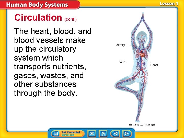Circulation (cont. ) The heart, blood, and blood vessels make up the circulatory system Circulation (cont. ) The heart, blood, and blood vessels make up the circulatory system