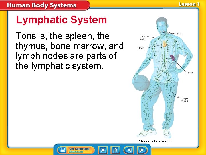 Lymphatic System Tonsils, the spleen, the thymus, bone marrow, and lymph nodes are parts Lymphatic System Tonsils, the spleen, the thymus, bone marrow, and lymph nodes are parts