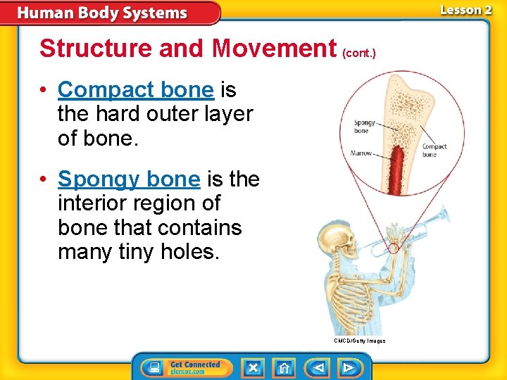 Structure and Movement (cont. ) • Compact bone is the hard outer layer of Structure and Movement (cont. ) • Compact bone is the hard outer layer of
