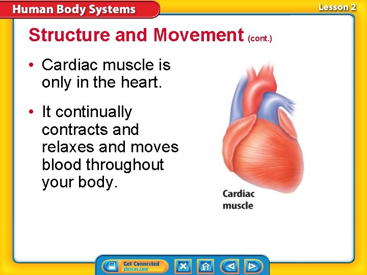 Structure and Movement (cont. ) • Cardiac muscle is only in the heart. • Structure and Movement (cont. ) • Cardiac muscle is only in the heart. •