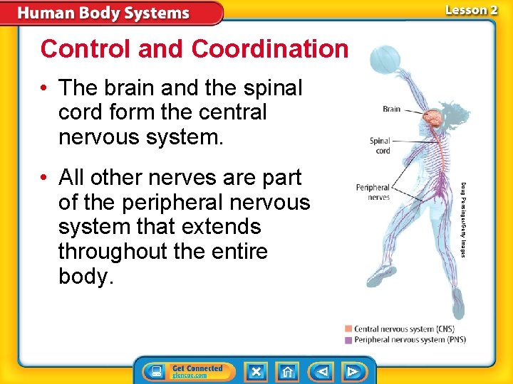 Control and Coordination • The brain and the spinal cord form the central nervous Control and Coordination • The brain and the spinal cord form the central nervous