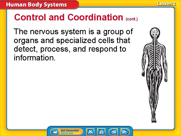 Control and Coordination (cont. ) The nervous system is a group of organs and Control and Coordination (cont. ) The nervous system is a group of organs and