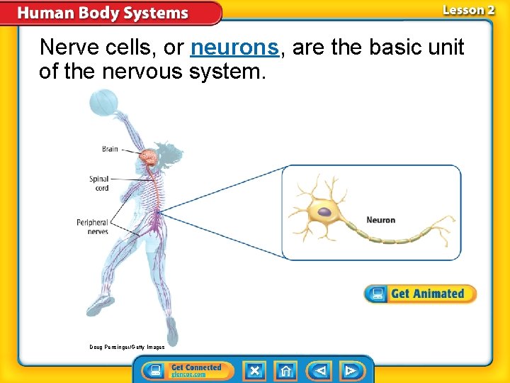Nerve cells, or neurons, are the basic unit of the nervous system. Doug Pensinger/Getty Nerve cells, or neurons, are the basic unit of the nervous system. Doug Pensinger/Getty