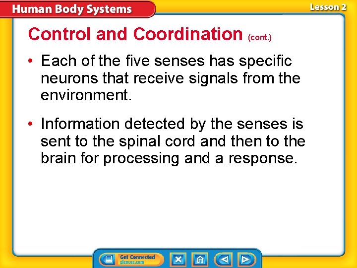 Control and Coordination (cont. ) • Each of the five senses has specific neurons Control and Coordination (cont. ) • Each of the five senses has specific neurons