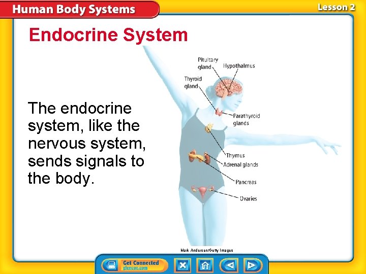 Endocrine System The endocrine system, like the nervous system, sends signals to the body. Endocrine System The endocrine system, like the nervous system, sends signals to the body.