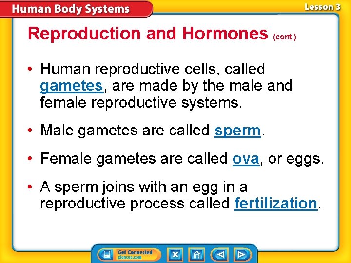 Reproduction and Hormones (cont. ) • Human reproductive cells, called gametes, are made by Reproduction and Hormones (cont. ) • Human reproductive cells, called gametes, are made by