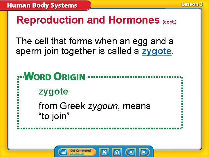 Reproduction and Hormones (cont. ) The cell that forms when an egg and a Reproduction and Hormones (cont. ) The cell that forms when an egg and a