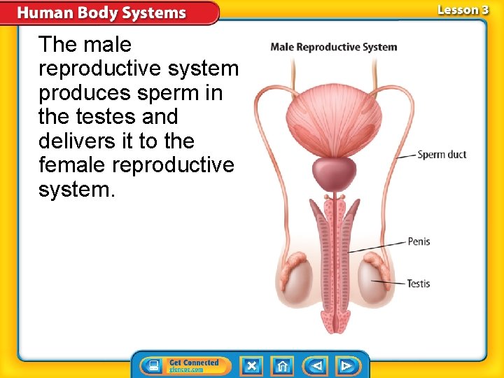 The male reproductive system produces sperm in the testes and delivers it to the The male reproductive system produces sperm in the testes and delivers it to the