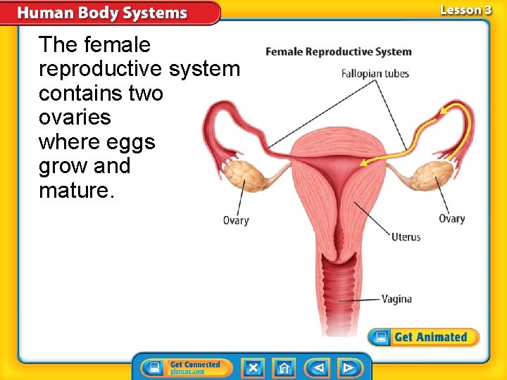 The female reproductive system contains two ovaries where eggs grow and mature. The female reproductive system contains two ovaries where eggs grow and mature.