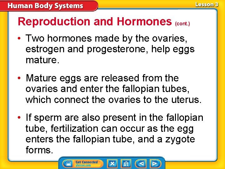 Reproduction and Hormones (cont. ) • Two hormones made by the ovaries, estrogen and Reproduction and Hormones (cont. ) • Two hormones made by the ovaries, estrogen and