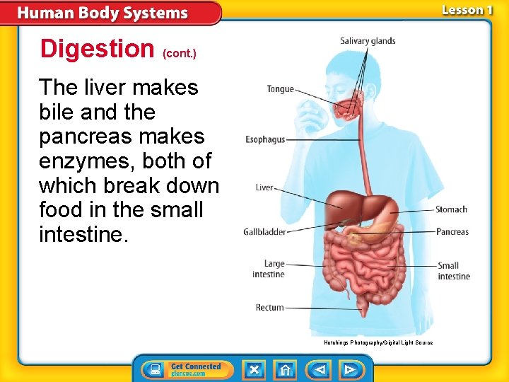 Digestion (cont. ) The liver makes bile and the pancreas makes enzymes, both of Digestion (cont. ) The liver makes bile and the pancreas makes enzymes, both of