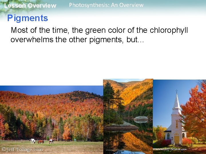 Lesson Overview Photosynthesis: An Overview Pigments Most of the time, the green color of