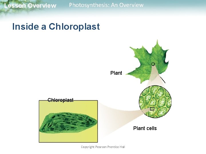 Lesson Overview Photosynthesis: An Overview Inside a Chloroplast Plant cells Copyright Pearson Prentice Hall