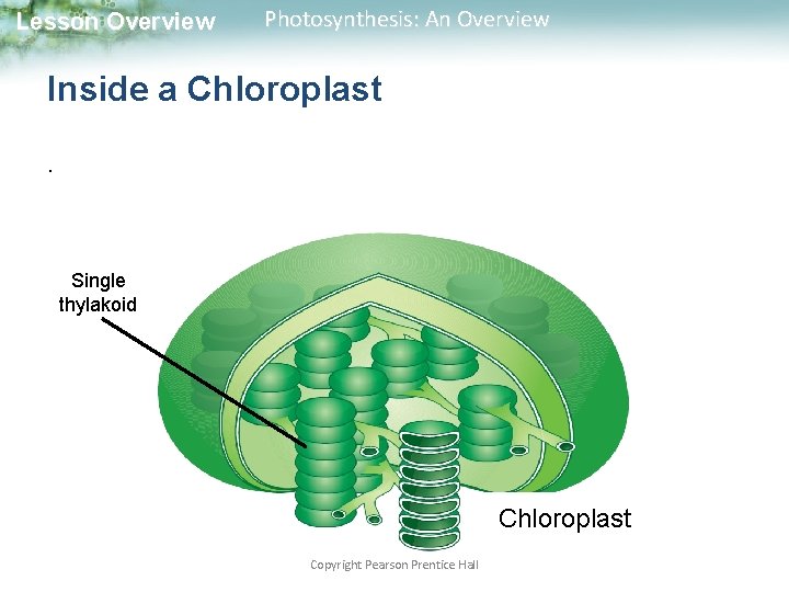 Lesson Overview Photosynthesis: An Overview Inside a Chloroplast. Single thylakoid Chloroplast Copyright Pearson Prentice