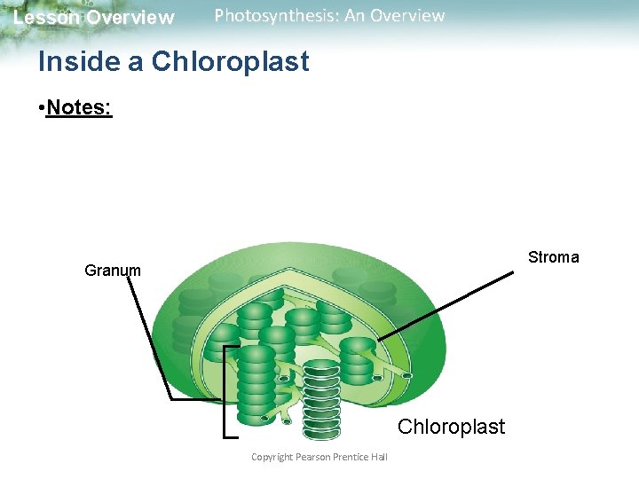 Lesson Overview Photosynthesis: An Overview Inside a Chloroplast • Notes: Stroma Granum Chloroplast Copyright