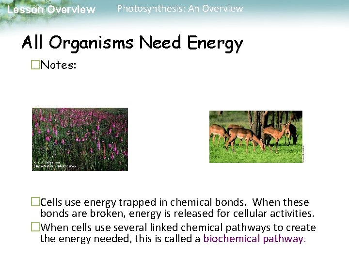 Lesson Overview Photosynthesis: An Overview All Organisms Need Energy �Notes: �Cells use energy trapped