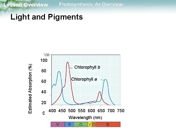 Lesson Overview Photosynthesis: An Overview Light and Pigments Estimated Absorption (%) 100 80 60