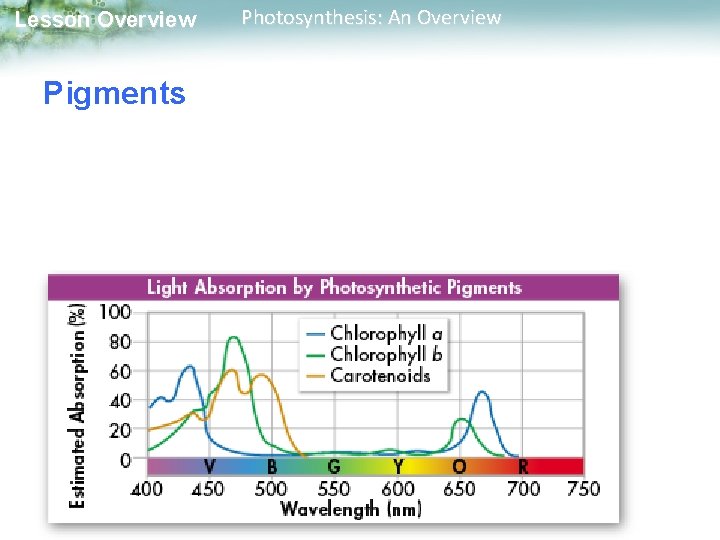 Lesson Overview Pigments Photosynthesis: An Overview 